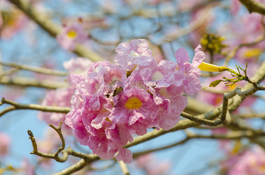 美丽的粉红色花朵蓝天,泰国图片