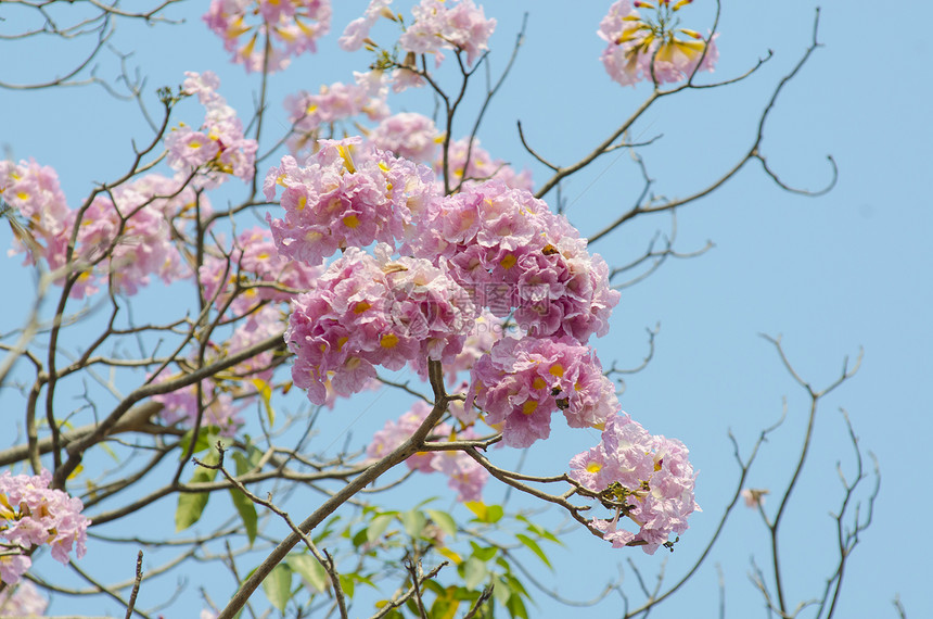 美丽的粉红色花朵蓝天,泰国图片