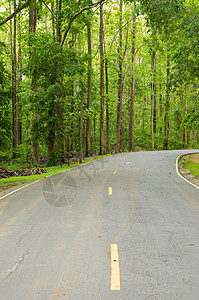 通往自然森林的道路图片