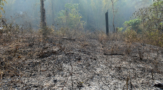 泰国西部森林烧毁的森林图片