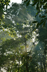 阳光穿过绿色的森林图片