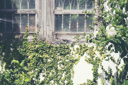 抽象植物壁背景,绿树植物格栅上抽象的植物墙背景,绿色的树树植物破旧的房子墙上抽象的植物墙背景,绿色的树树植物破旧的背景图片