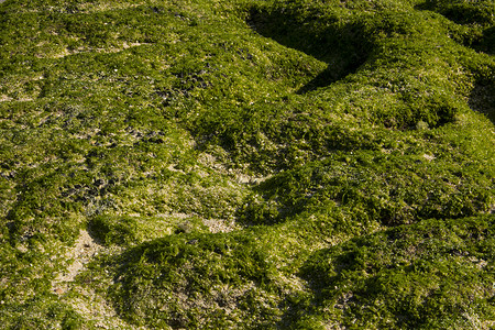绿色苔藓海滩地形照片绿色苔藓海滩地形图片