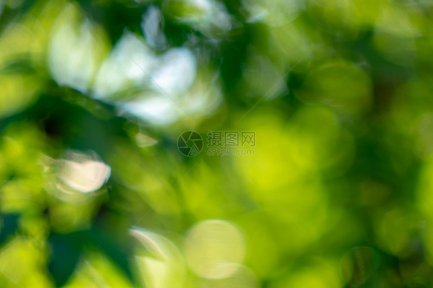 绿色背景模糊的效果,波克春季树叶自然布局自然与Bokeh效果,布局绿色树叶夏季花园创意背景图片