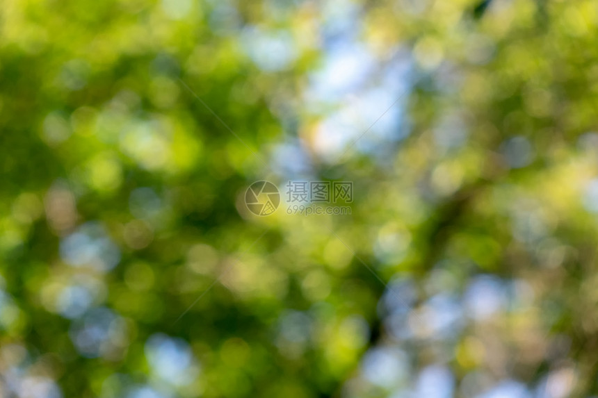 明亮的蓝色,绿色波克圈绿色的自然背景上模糊的叶子自然模糊的背景树木的叶子蓝天的效果穿孔美丽的创意布局图片