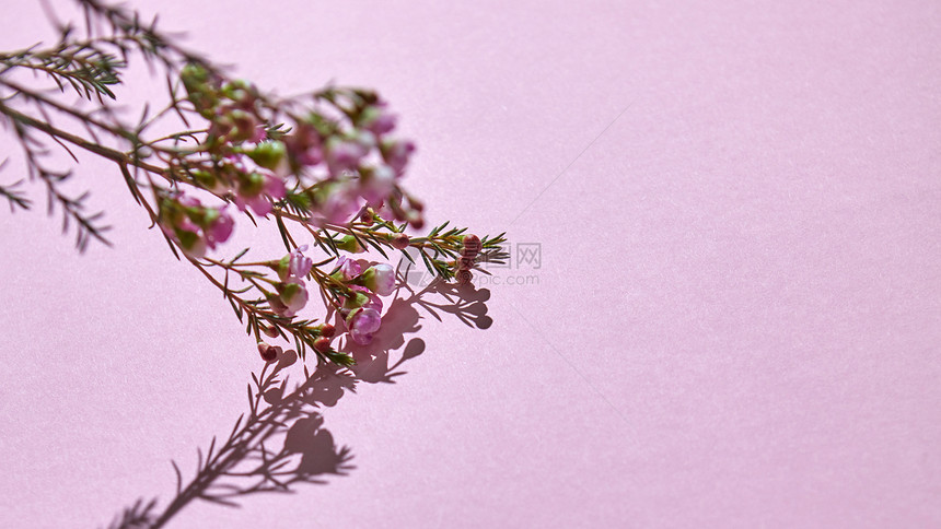 春天的枝条粉红色的芽花,粉红色的背景上反射阴影文本的明信片的布局粉红色背景上粉红色春花的树枝图片