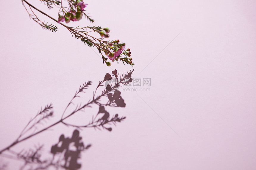 花的成与粉红色的花枝阴影粉红色的背景上的反射春天的快乐的母亲节美丽的花卉构图,粉红色的花枝粉红色的背景上图片