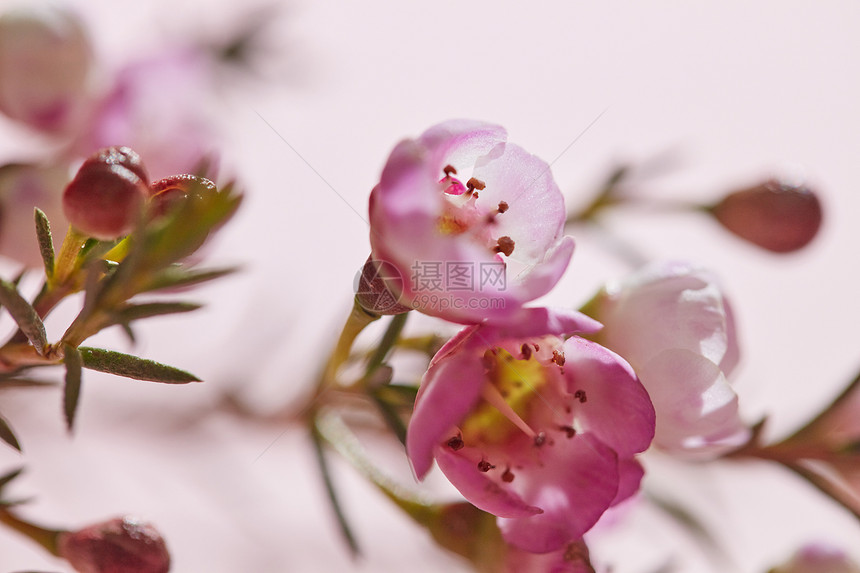 树枝上花蕾粉红色的小花,背景粉红色的,阴影反射的观照片明信片背景的布局春天粉红色的花粉红色的背景特写上图片
