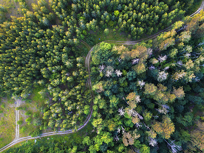 穿过森林的条蜿蜒的路无人机的顶部视图鸟瞰无人机的道路森林夏天的鸟瞰图片