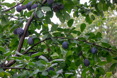 紫色水桶果香乡村花园,成熟的李子果实绿色的树枝上收获的夏天花园里棵成熟机李子的树收获时间背景