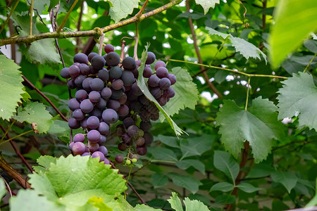 花园绿叶的背景下,树枝上成熟的葡萄机维生素食品的花园里串葡萄种植机食品图片