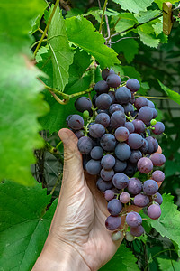 撸个串机葡萄个男人的手着串红色成熟的葡萄个乡村花园里酿酒的花园里绿叶背景下多汁的成熟葡萄个人的手着背景
