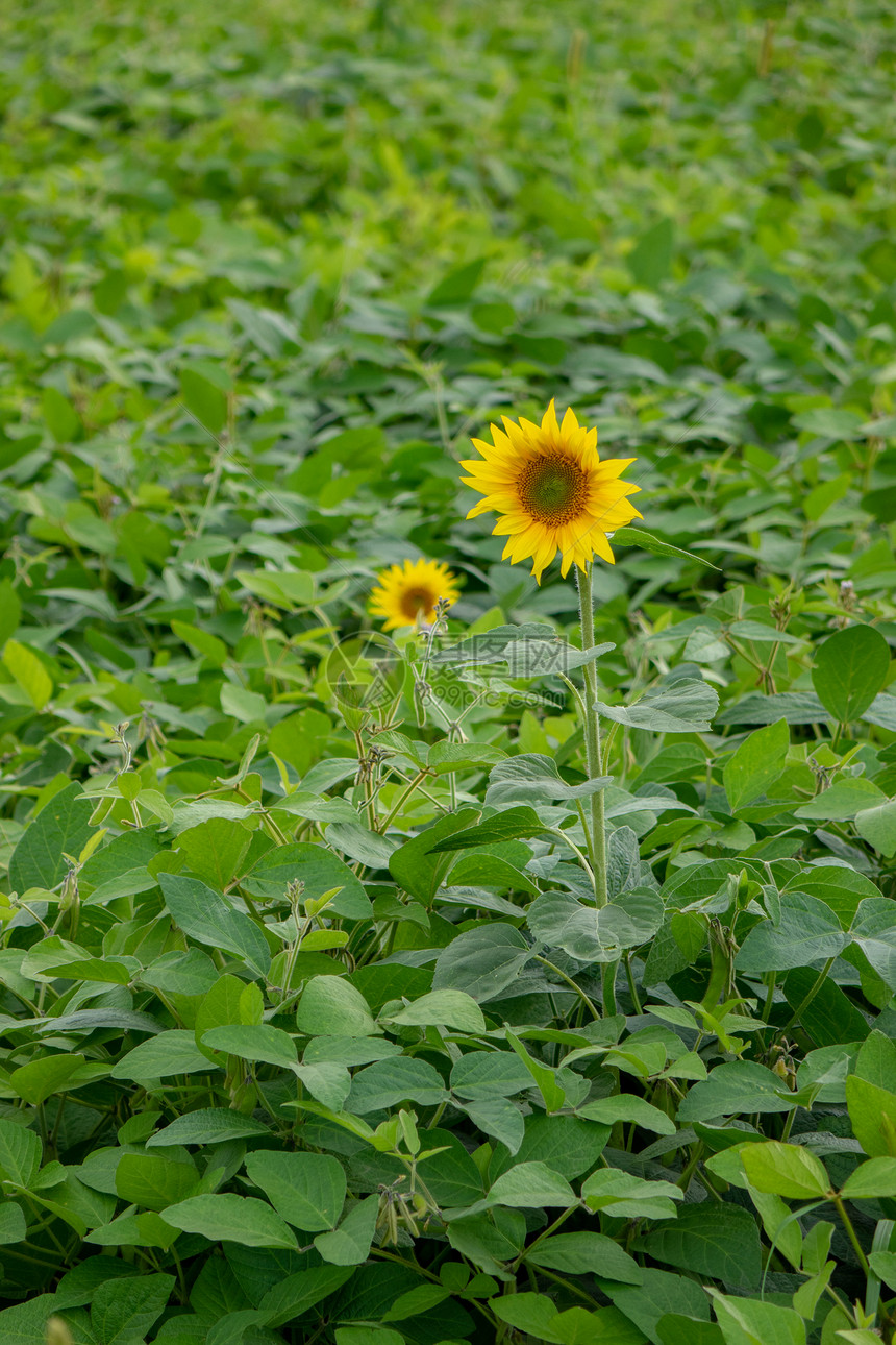 农业用地,绿豆植物黄色盛开的向日葵夏天机产品的生长夏日乡村花园里朵盛开的向日葵农业图片