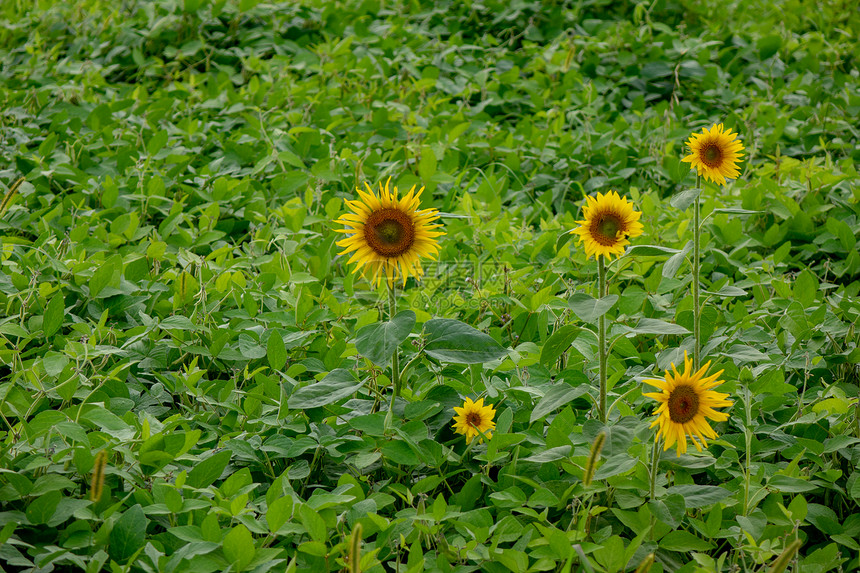 绿色的田野农民的花园,盛开的向日葵种植机产品的向日葵花阳光明媚的日子里田野上绽放农业图片