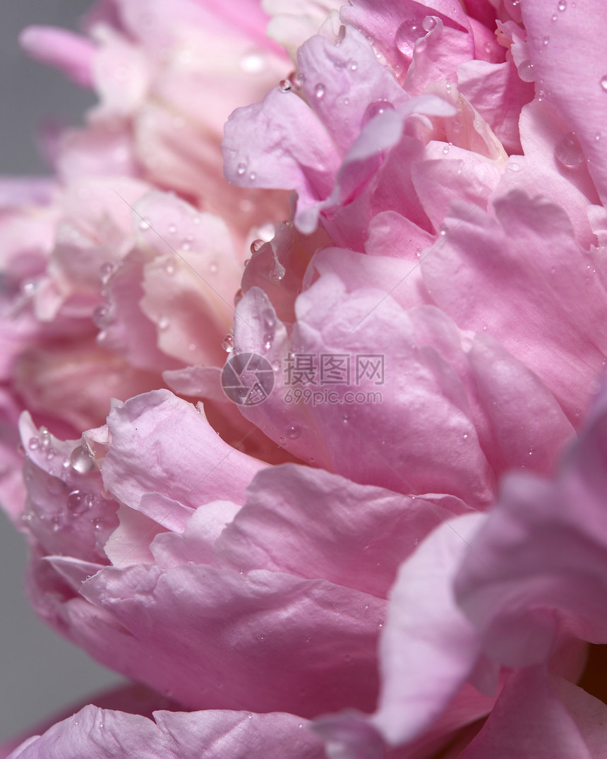 带露珠的鲜牡丹玫瑰花蕾花卉背景观照片朵带水滴的粉红色牡丹的观照片自然背景图片