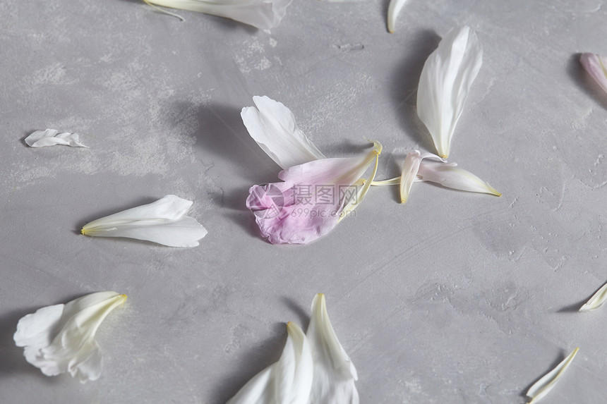 花的背景白色粉红色花瓣的图案牡丹灰色的混凝土背景文本平躺牡丹花的新鲜花瓣灰色的混凝土背景上,空图片