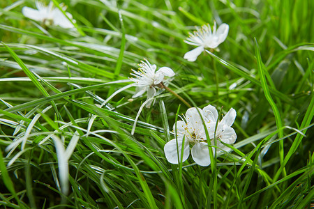 四朵小花图案绿色的草,白色的小花背景纹理背景绿色的草花背景