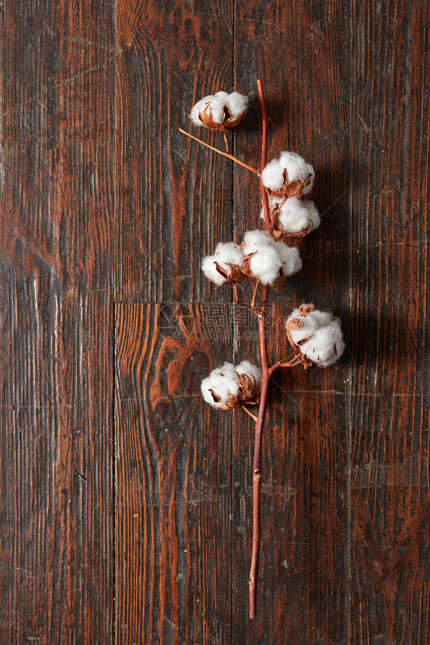 树枝上白色的棉花花,张古老的木制棕色桌子上平躺着白色棉花花的树枝图片