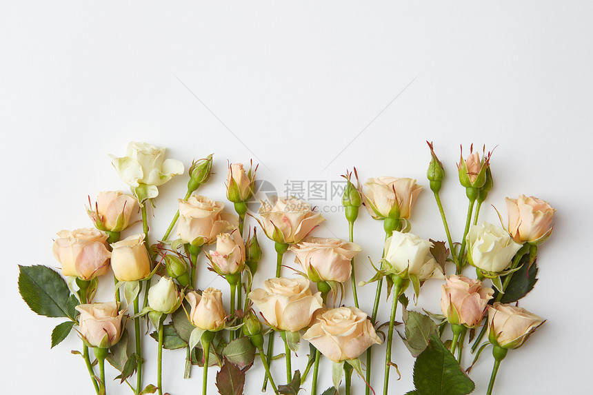 角落框架的米色玫瑰隔离白色与文字白色玫瑰被隔离图片