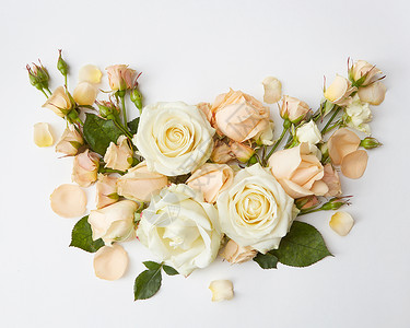 玫瑰花代表白色背景情人节鲜花的美丽装饰轻浪漫夫妇的婚礼白色背景的玫瑰图片
