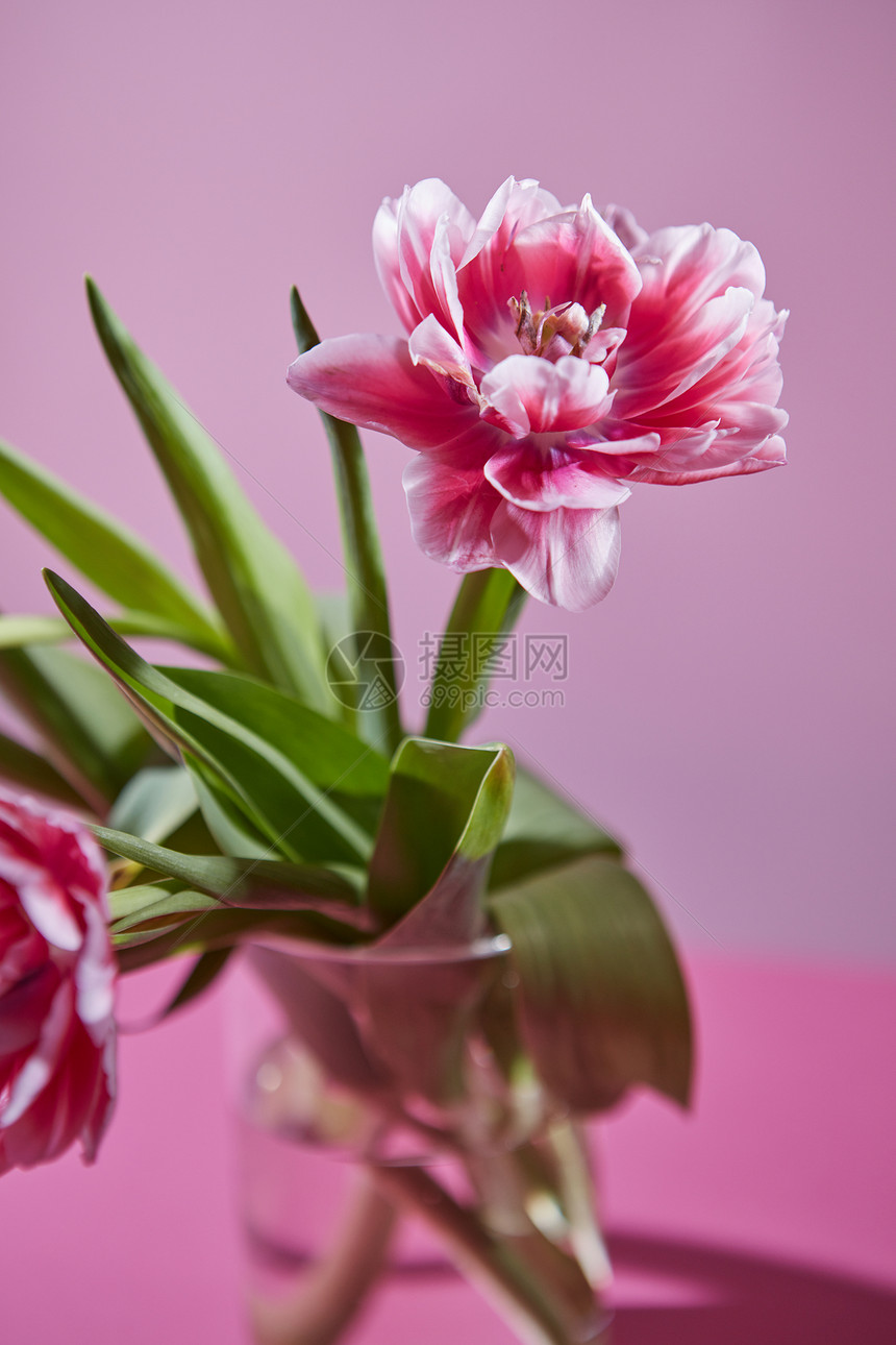 粉红色白色郁金香粉红色背景上的璃花瓶中的花成照片明信片给母亲节粉红色背景上郁金香的美丽花朵成图片