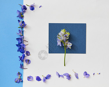 蓝色的花框架的春天模型顶部视图平布局风格与空白的文本贺卡春花的框架图片