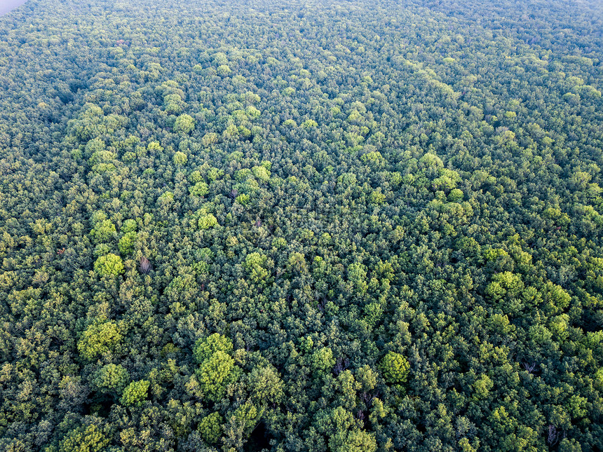 空中顶景森林与绿色植物夏季日落看森林景观的纹理背景无人机森林种植园的全景树木背景图片