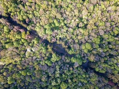 鸟瞰无人机条土路上,角线穿过森林鸟瞰无人机角线森林路图片