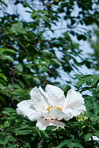 白色牡丹花绿色叶子的背景上芬芳的白色牡丹繁茂的叶子中绽放图片