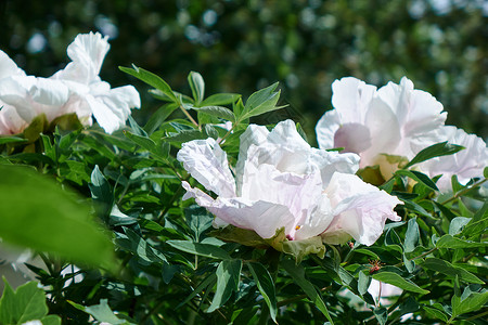 清新的花香花园里绿色灌木丛上的白色牡丹绽放爱情的花园里精致的白色牡丹背景图片