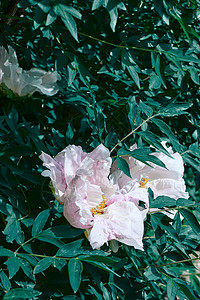 美丽可爱的时髦的淡粉色牡丹生长装饰花园的花坛上牡丹花头花园里,绿叶背景图片