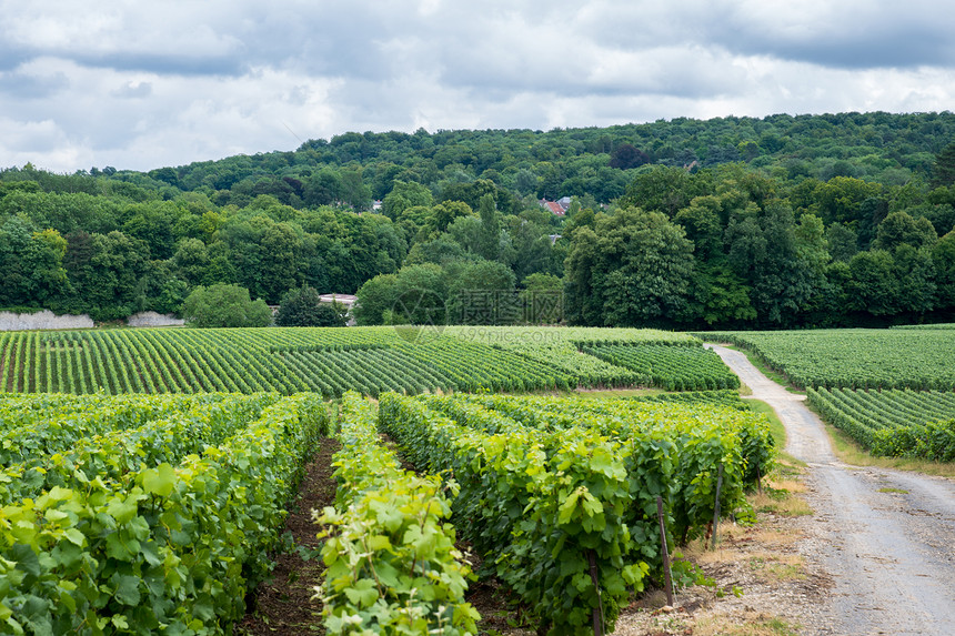 葡萄园景观道路,蒙塔涅德莱姆斯,法国法国的葡萄园景观图片