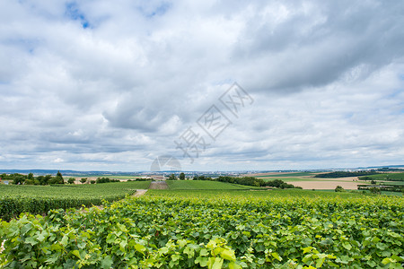 法国蒙塔涅德莱姆斯葡萄园景观法国的葡萄园景观背景图片