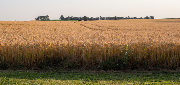 夏季景观麦田蓝色的天空麦田的夏季景观图片