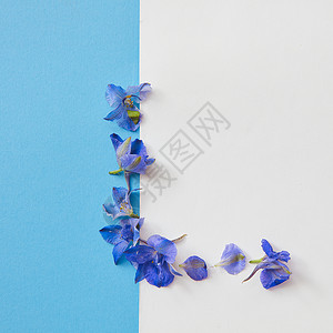 兰花花框合集明信片与蓝色花框蓝色背景与白色的地方为文本,平躺花架背景