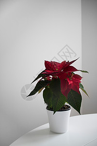星回节字体设计个美丽的红色诞花品红个白色的桌子上,个浅色的房间背景下家庭植物伯利恒之星,光明背景下诞节的象征背景