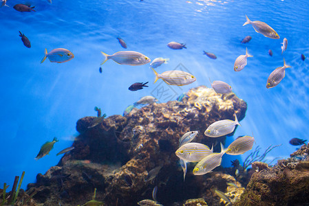 水族馆海礁附近金鱼学校金鱼学校高清图片