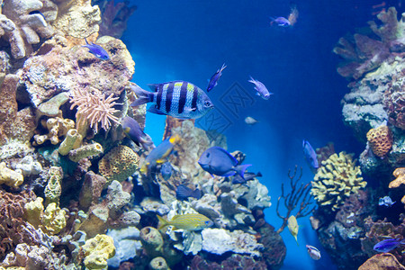 主要鱼类许多其他鱼类中士主要鱼类珊瑚礁的背景士长鱼图片