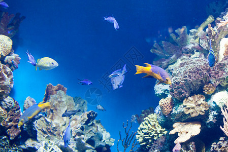 珊瑚礁上许多五颜六色的鱼珊瑚礁上许多鱼图片
