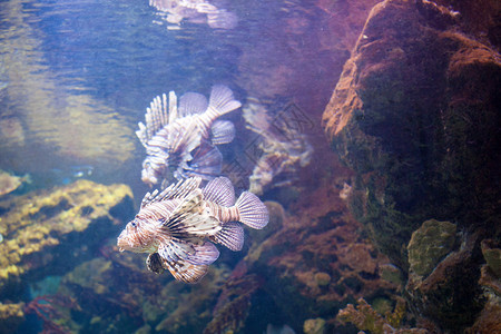 条漂亮的狮子鱼巴塞罗那水族馆的珊瑚礁上拍照西牙珊瑚礁上美丽的狮子鱼图片