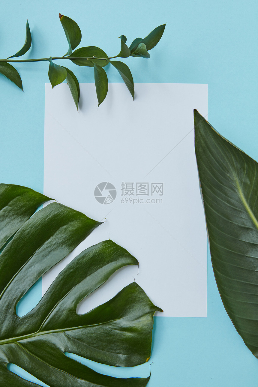 明信片上根树枝的叶子,蓝色背景上贴着个白色的框架,文字下个地方平躺着绿色糠叶的框架图片