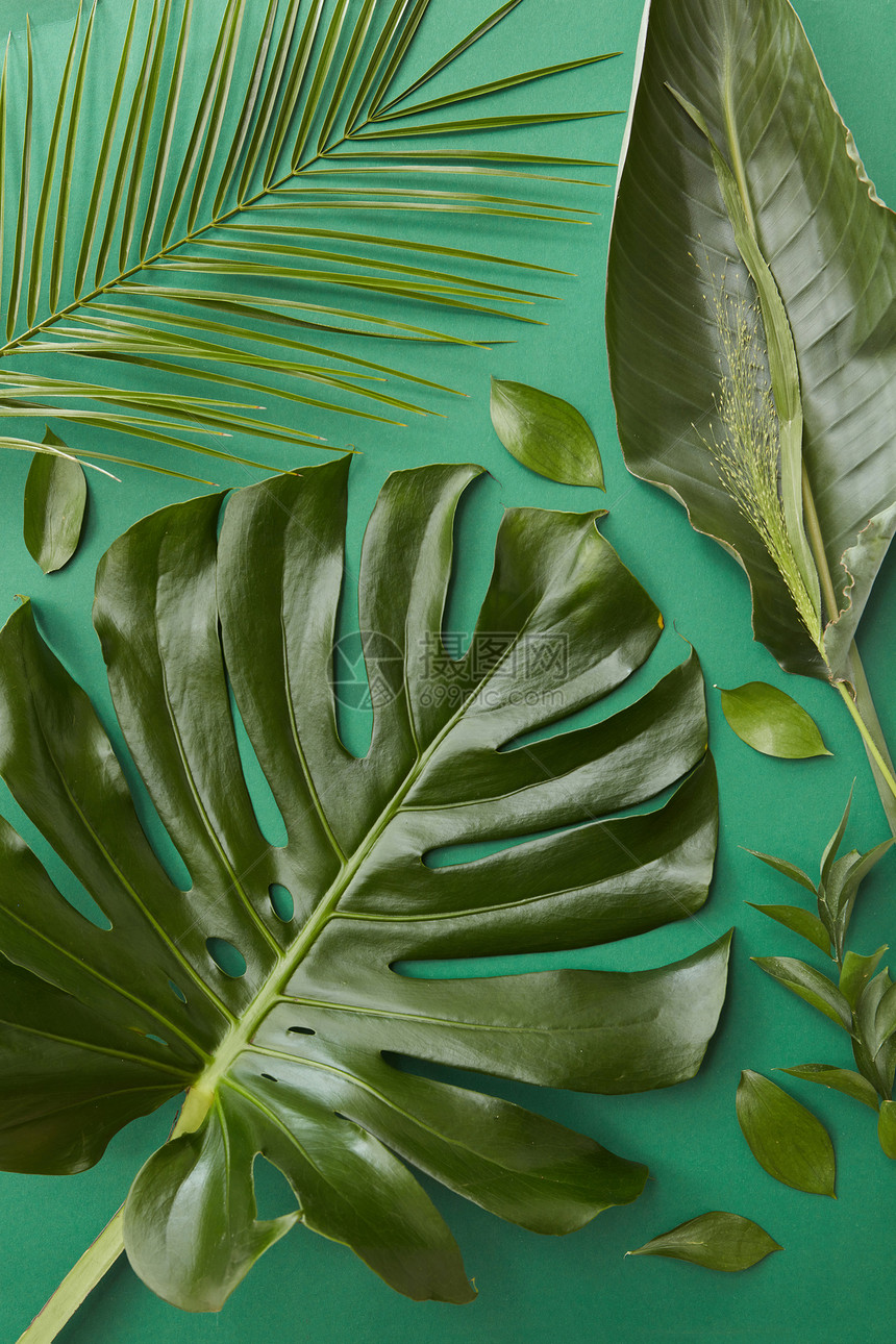 热带丛林怪物的叶子,棕榈叶隔离绿色的背景上瑞士奶酪植物另种用于装饰的绿叶绿叶分离图片