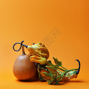 南瓜茎同南瓜橙色背景上的创造成装饰南瓜的成图片