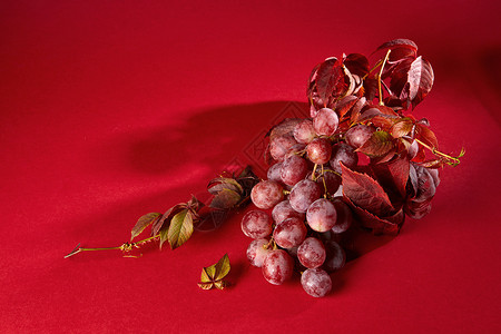 红色背景上的串新鲜成熟的红色葡萄叶子串成熟的红色葡萄图片