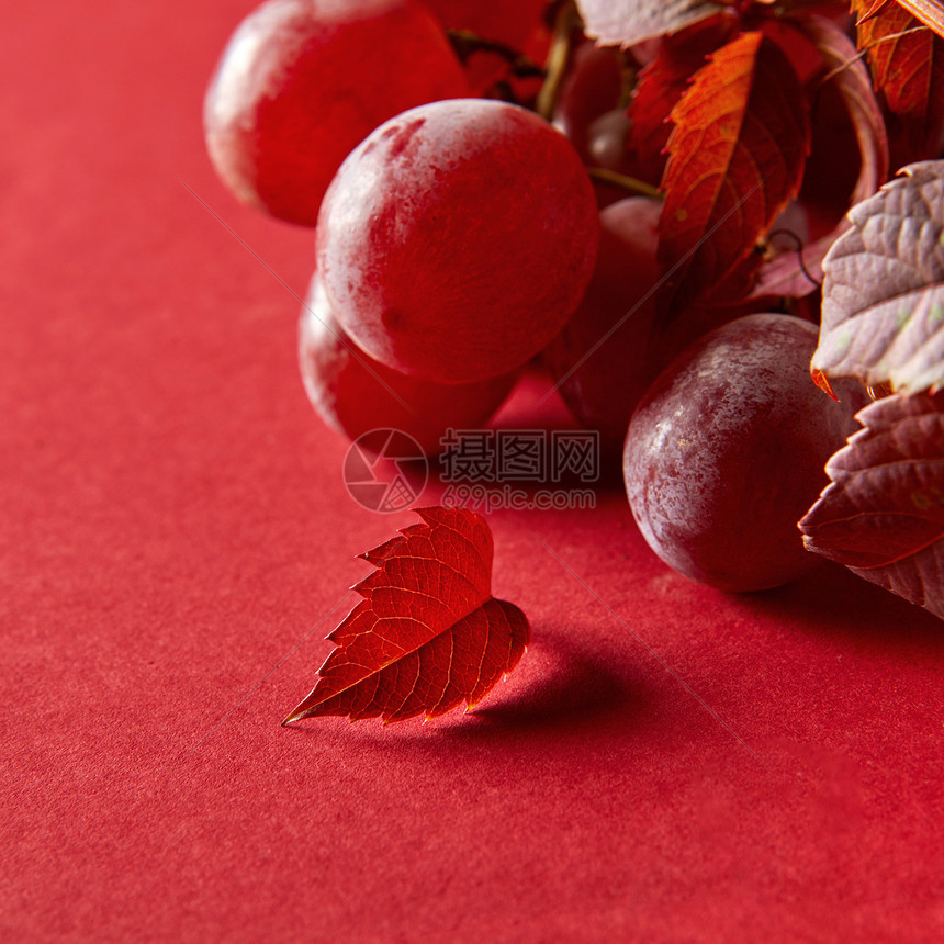 成熟的红葡萄浆果葡萄叶红色背景特写串成熟的红色葡萄图片
