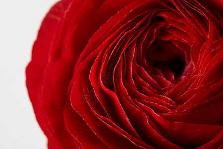 灰色背景上的红色玫瑰花,玫瑰花瓣的特写,情人节,母亲节朵红玫瑰花的特写图片