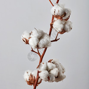树枝上白色美丽的棉花花,背景灰色的灰色背景上美丽的白色棉花背景图片