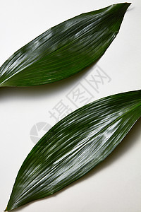 热带常绿叶的顶部视图与条纹纹理隔离白色背景上热带常绿叶两个分离白色背景上的风景背景图片