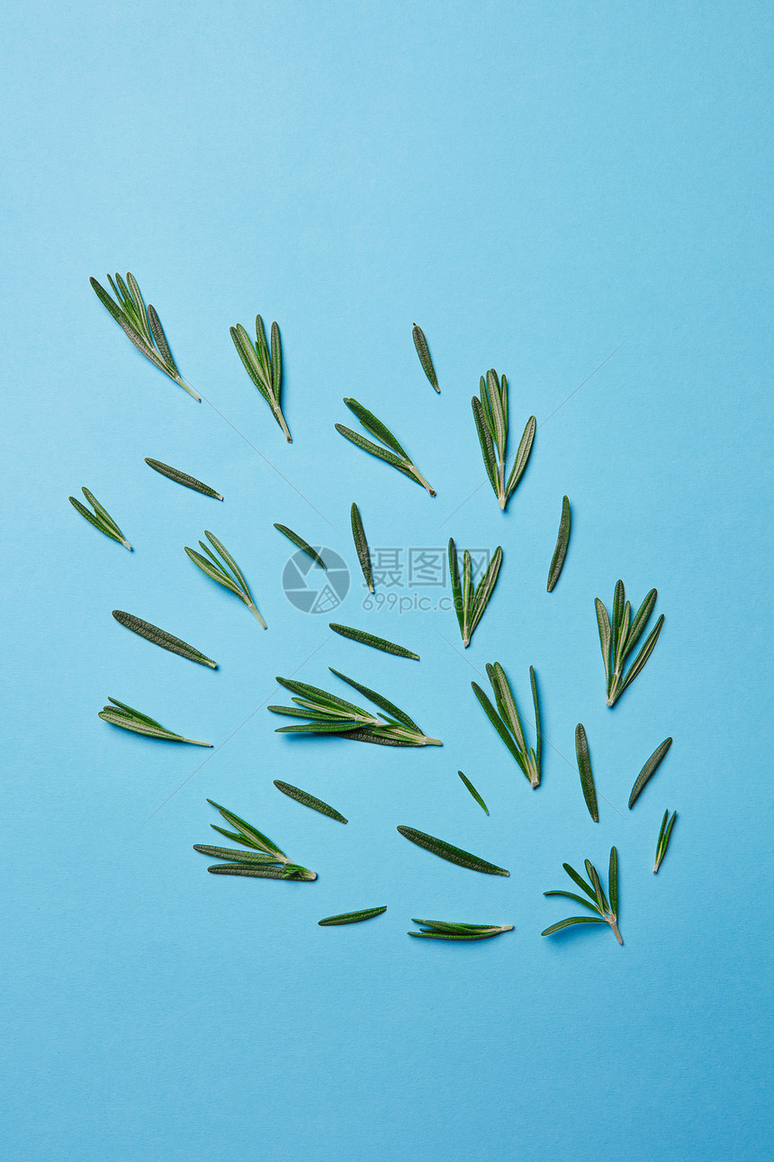 迷迭香植物种类的绿叶成,自由位于蓝色背景上顶部视图蓝色背景上迷迭香物种的绿叶平躺图片
