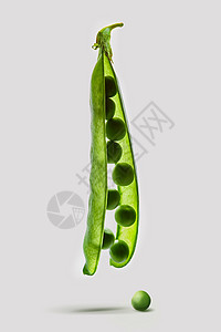豆荚开明的,垂直挂白色背景上的谷物,表上阴影豆荚开放的轻豌豆,豌豆垂直挂白色背景上背景图片
